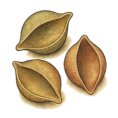 Medium Shells