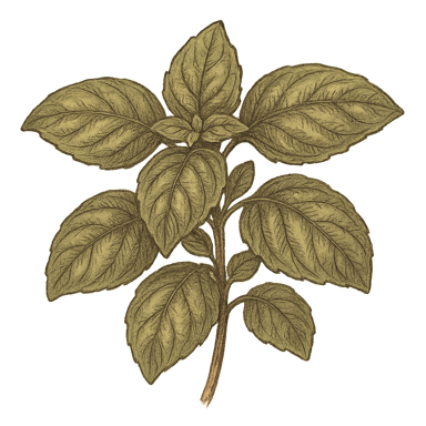 Basil