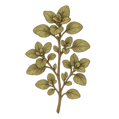 Oregano