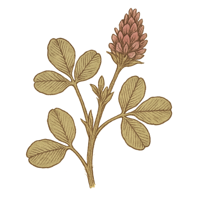 Alfalfa Leaf