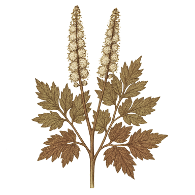 Black Cohosh
