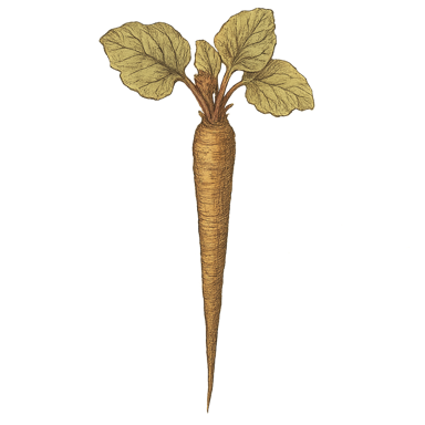 Burdock Root