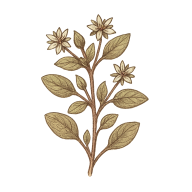 Chickweed