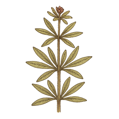 Cleavers
