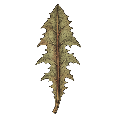 Dandelion Leaf Flakes