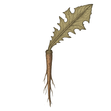 Dandelion Root