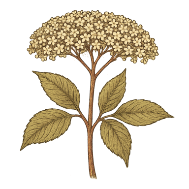 Elder Flowers