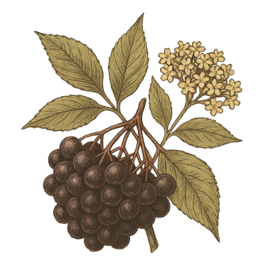 Elderberries