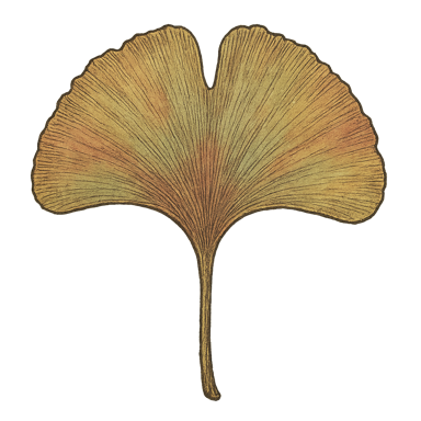 Ginkgo Leaf