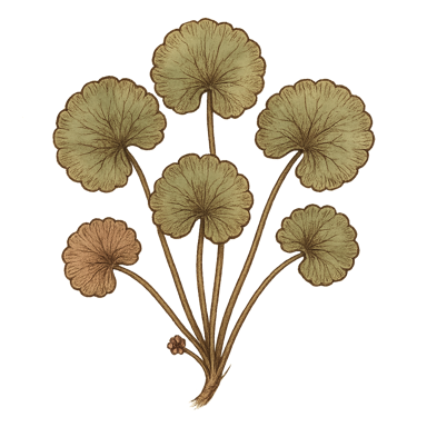 Gotu Kola