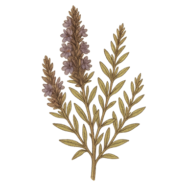 Hyssop