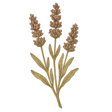 Lavender Flowers (wild crafted)