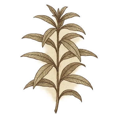 Lemon Verbena Leaf