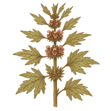Motherwort