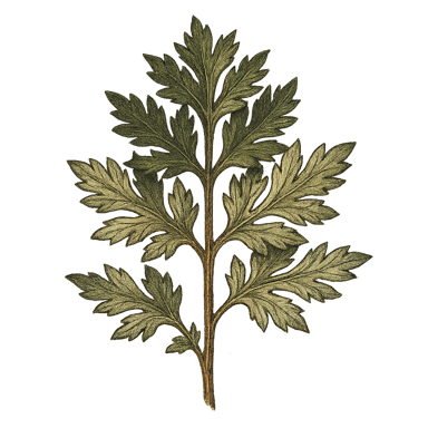 Mugwort