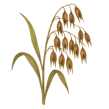 Oat Straw