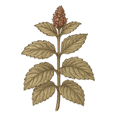 Peppermint Leaves
