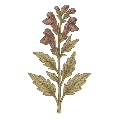 Skullcap