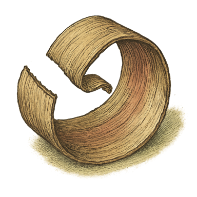 Slippery Elm Inner Bark