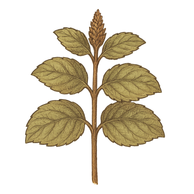 Spearmint Leaf