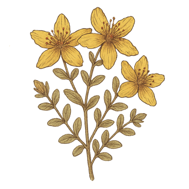 St. John's Wort