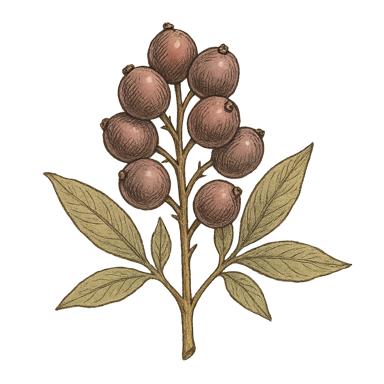 Vitex (Chaste Tree) Berries