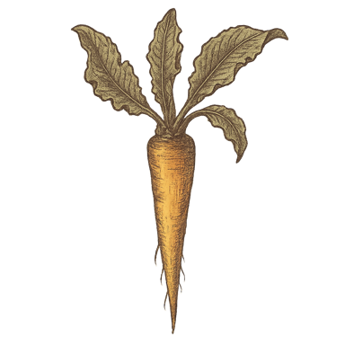 Yellow Dock Root