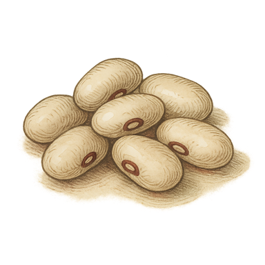 Great Northern Beans