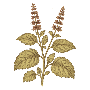 Holy Basil (Tulsi)