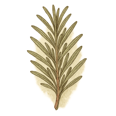 Rosemary (Herb)
