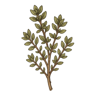 Thyme