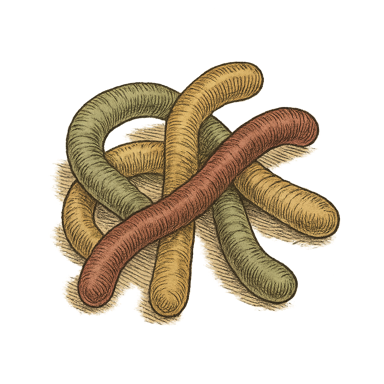 Sunny Worms
