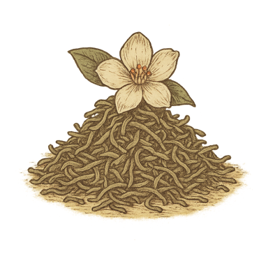 Jasmine Green Tea